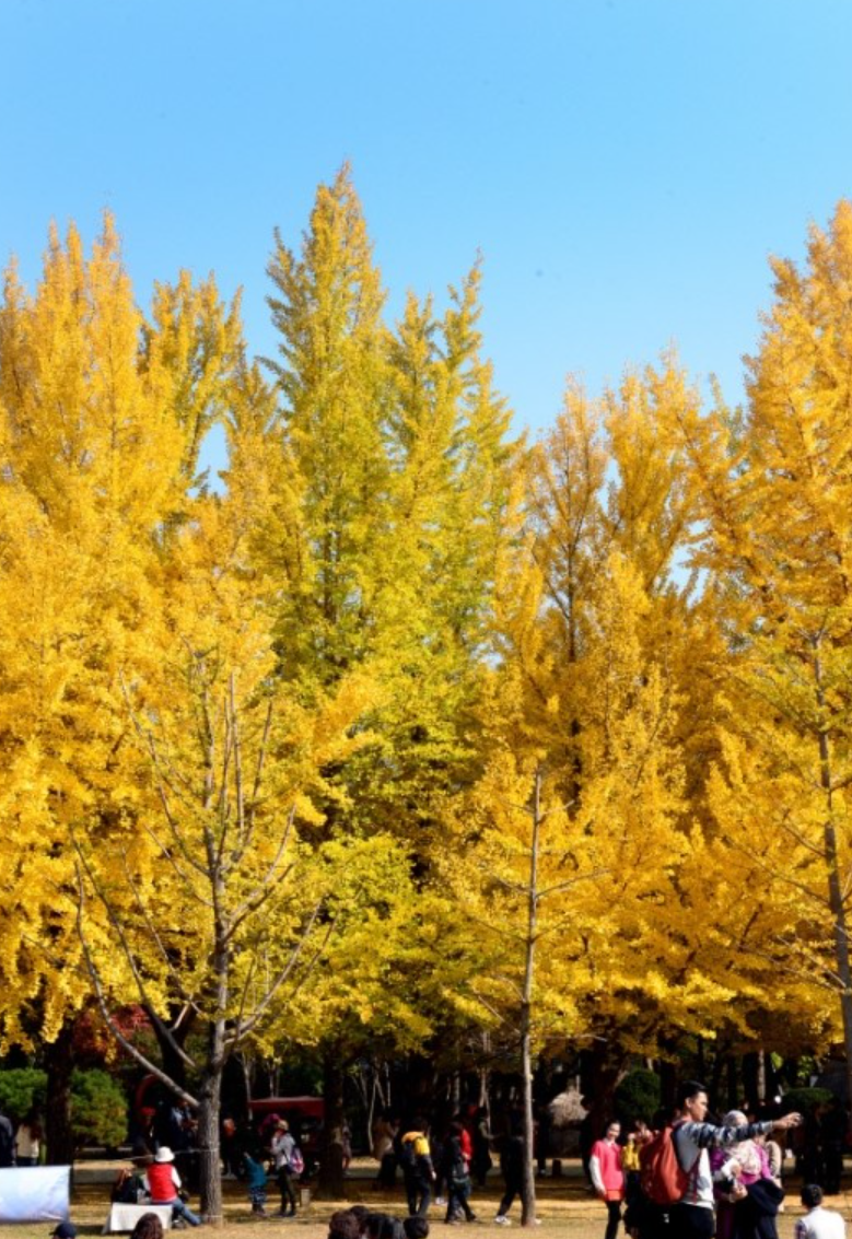 Nami island